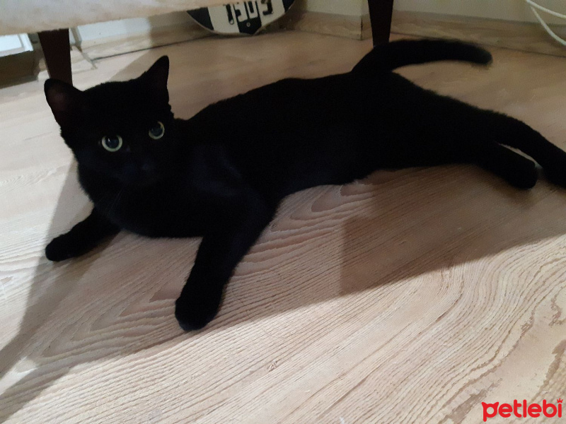 Bombay, Kedi  Umay Yörük fotoğrafı