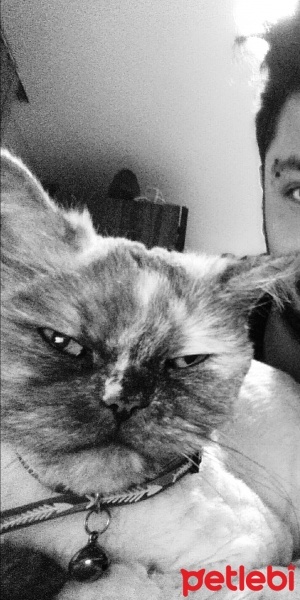 İran Kedisi (Persian), Kedi  ÇAKIL fotoğrafı