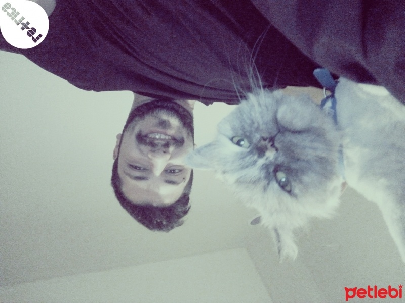 İran Kedisi (Persian), Kedi  ÇAKIL fotoğrafı