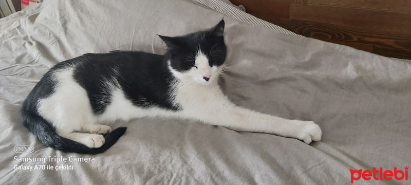 Tuxedo (Smokin) Kedi, Kedi  Führer fotoğrafı