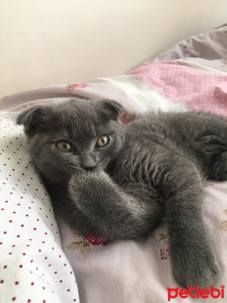 Scottish Fold, Kedi  Leo fotoğrafı
