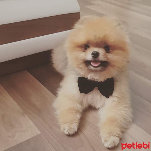 Pomeranyalı, Köpek  Bobo fotoğrafı
