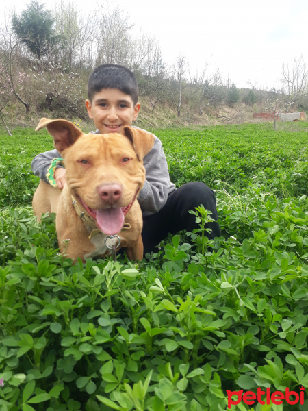 Amerikan Pitbull Terrier, Köpek  Paşa fotoğrafı