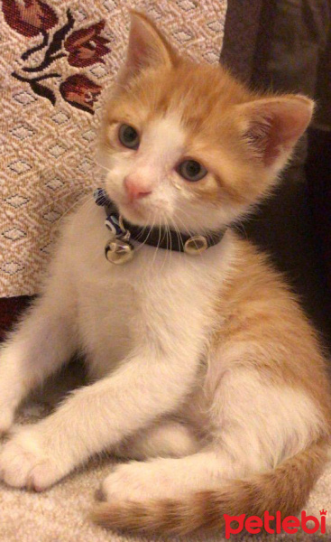 Tekir Kedi, Kedi  Leon fotoğrafı