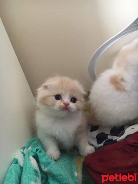 Chinchilla, Kedi  Karya fotoğrafı