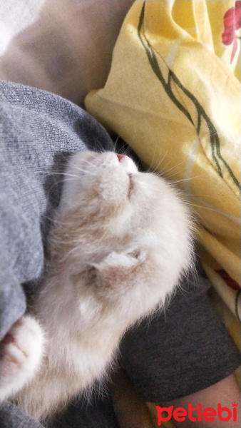 Chinchilla, Kedi  Karya fotoğrafı