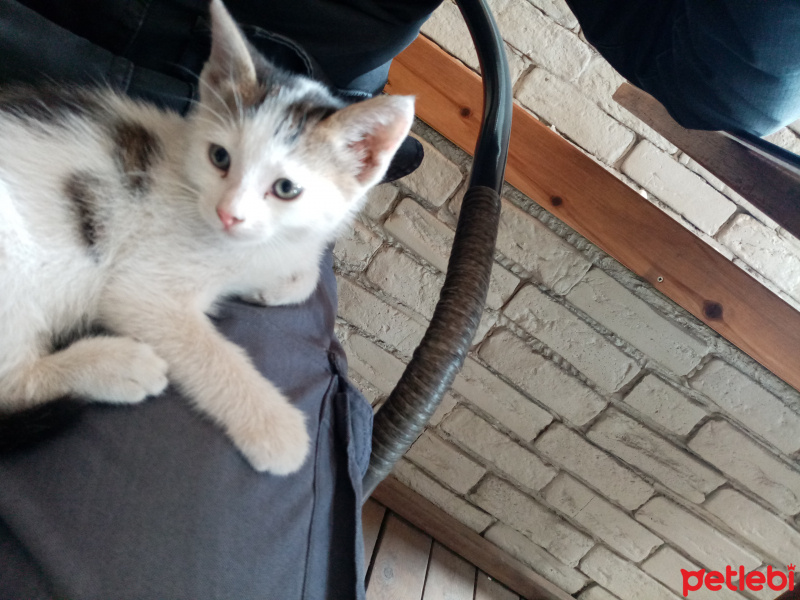 Van Kedisi, Kedi  Tom fotoğrafı