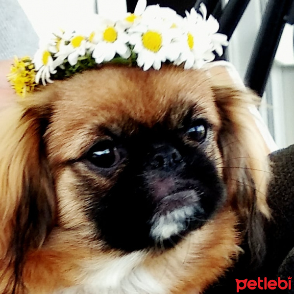 Pekingese, Köpek  Eva fotoğrafı