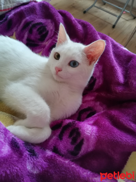 Van Kedisi, Kedi  Pamuk fotoğrafı