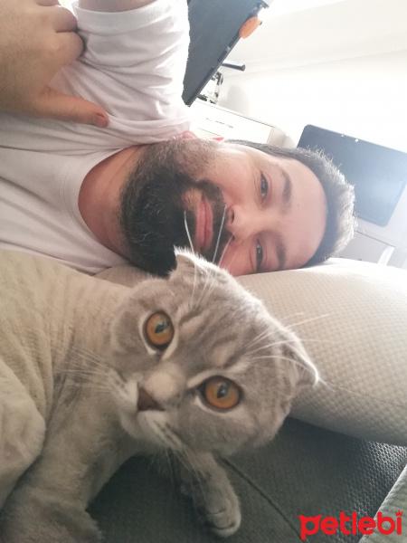Scottish Fold, Kedi  Gümüş fotoğrafı