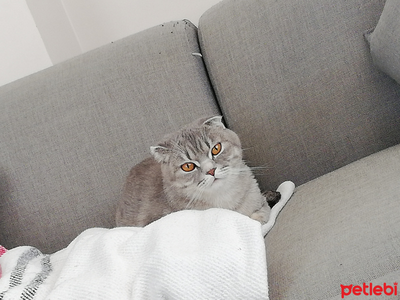 Scottish Fold, Kedi  Gümüş fotoğrafı