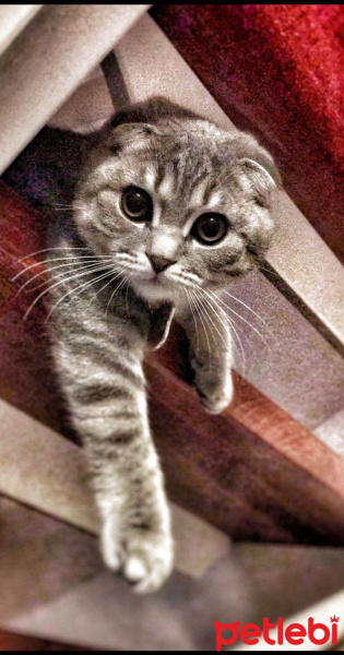 Scottish Fold, Kedi  Gümüş fotoğrafı