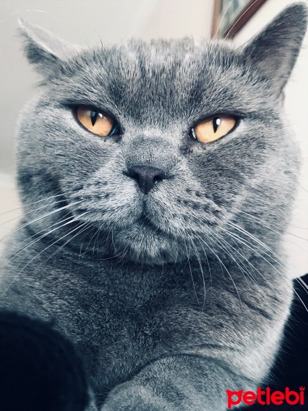 British Shorthair, Kedi  Yaman fotoğrafı