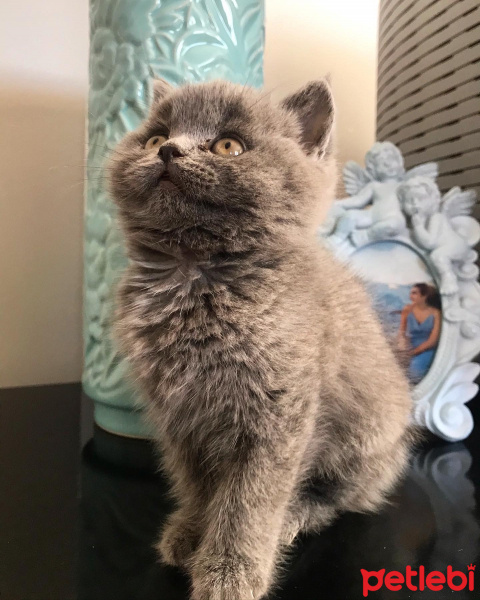 British Shorthair, Kedi  Lavinia fotoğrafı