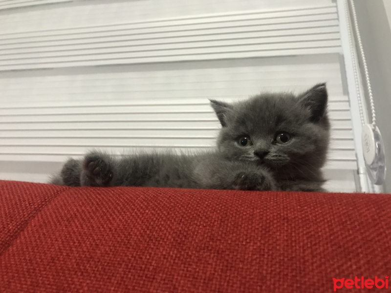British Shorthair, Kedi  Lavinia fotoğrafı