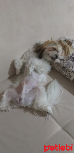 Shih Tzu, Köpek  Bambam fotoğrafı