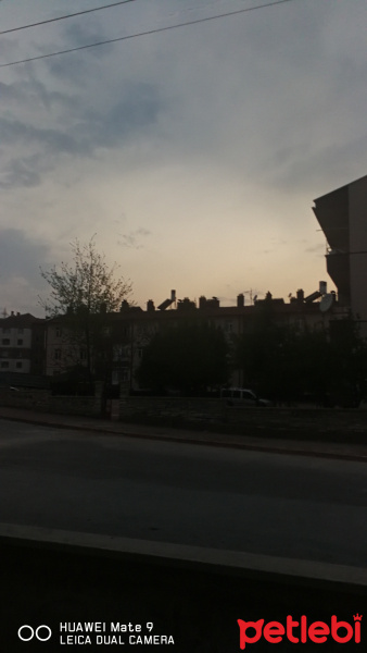British Shorthair, Kedi  Kedi sahiplenmek istiyorum fotoğrafı