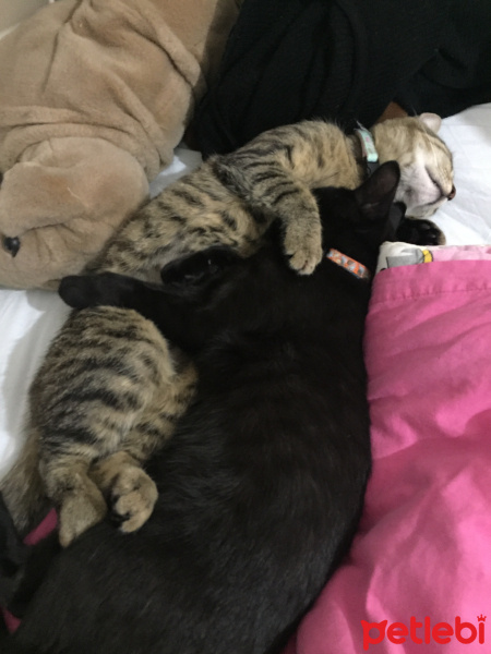 Tekir Kedi, Kedi  Lilith&Casiel fotoğrafı