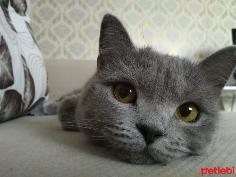 British Shorthair, Kedi  KARMEN fotoğrafı