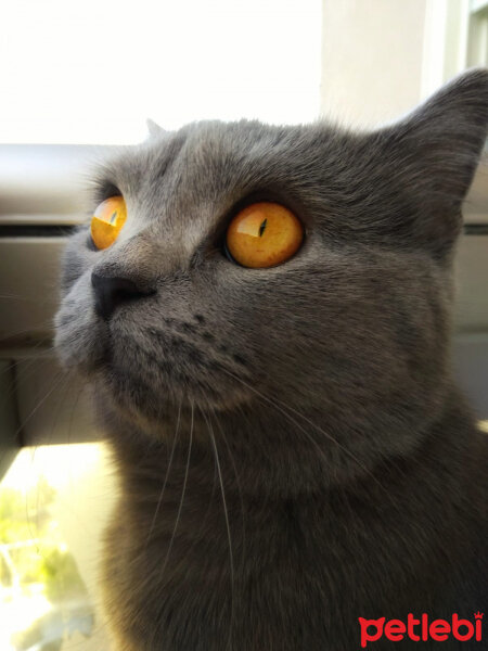 British Shorthair, Kedi  KARMEN fotoğrafı