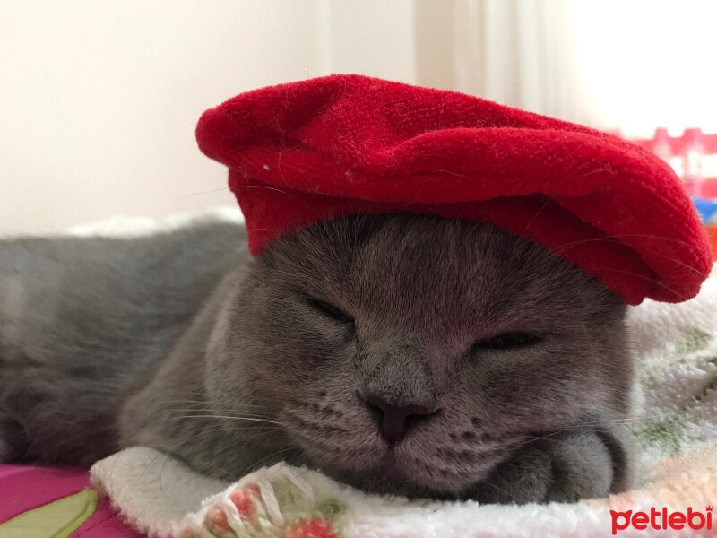 British Shorthair, Kedi  KARMEN fotoğrafı