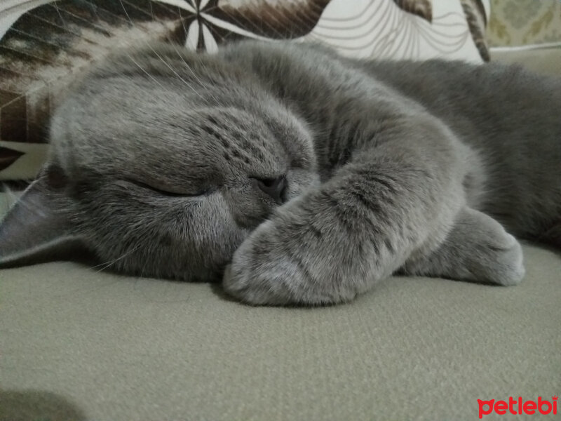 British Shorthair, Kedi  KARMEN fotoğrafı