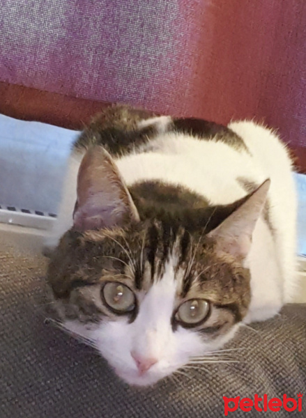 Tekir Kedi, Kedi  mia fotoğrafı