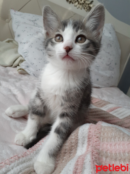 Tekir Kedi, Kedi  Misha fotoğrafı