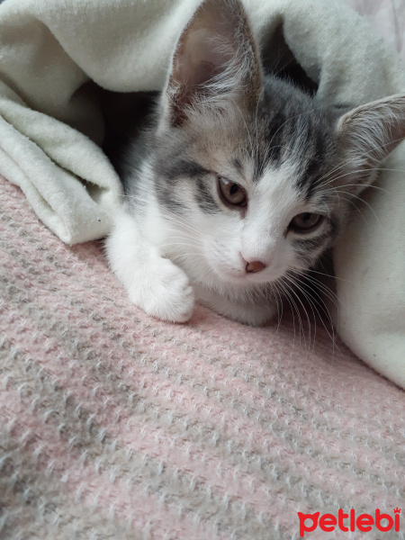 Tekir Kedi, Kedi  Misha fotoğrafı