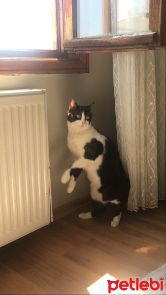Tekir Kedi, Kedi  Paşa fotoğrafı