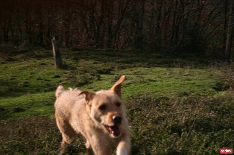 Sokö (Sokak Köpeği), Köpek  Haiku fotoğrafı