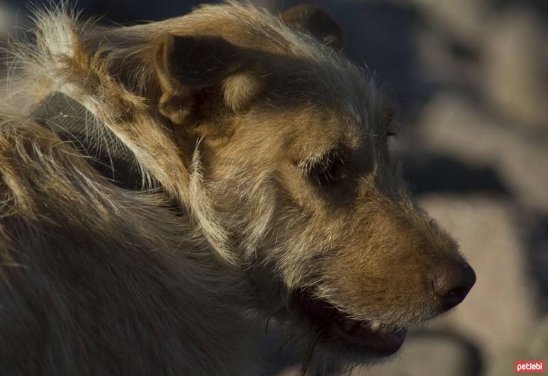 Sokö (Sokak Köpeği), Köpek  Haiku fotoğrafı