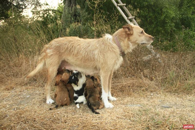 Sokö (Sokak Köpeği), Köpek  Haiku fotoğrafı