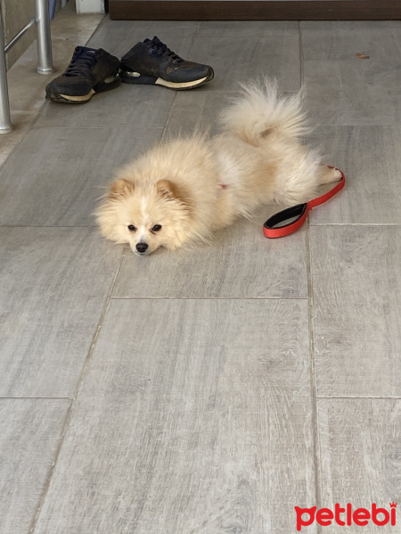 Pomeranyalı, Köpek  FINDIK fotoğrafı