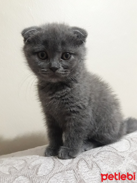 Scottish Fold, Kedi  Deny fotoğrafı