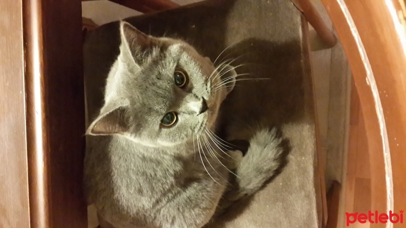 British Shorthair, Kedi  ayşe fotoğrafı