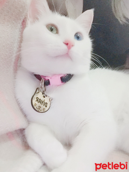 Ankara Kedisi, Kedi  Diyar fotoğrafı