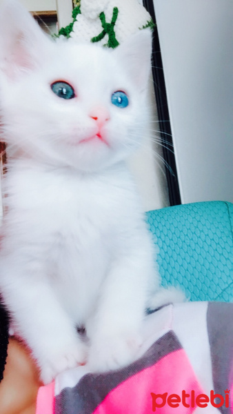 Ankara Kedisi, Kedi  Diyar fotoğrafı