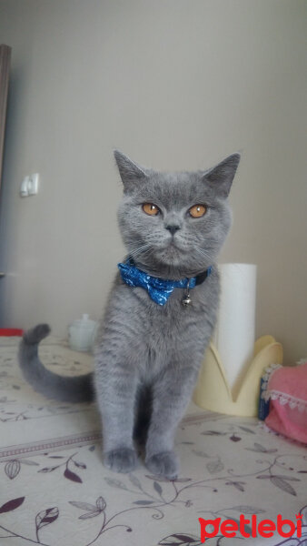 British Shorthair, Kedi  EZEL fotoğrafı