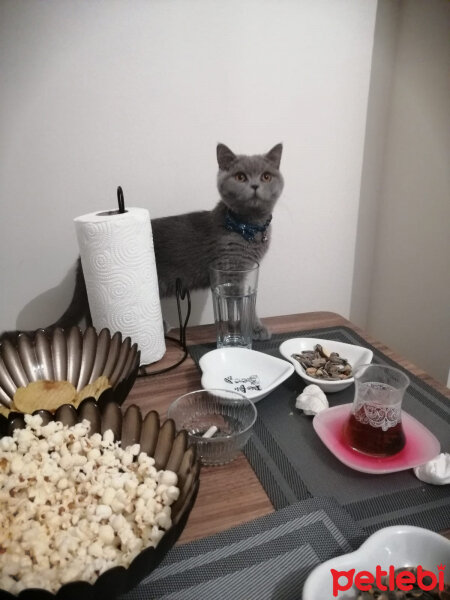 British Shorthair, Kedi  EZEL fotoğrafı