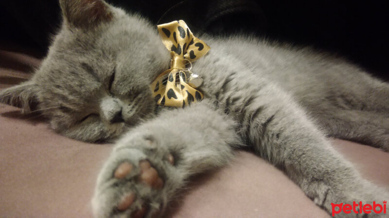 British Shorthair, Kedi  EZEL fotoğrafı