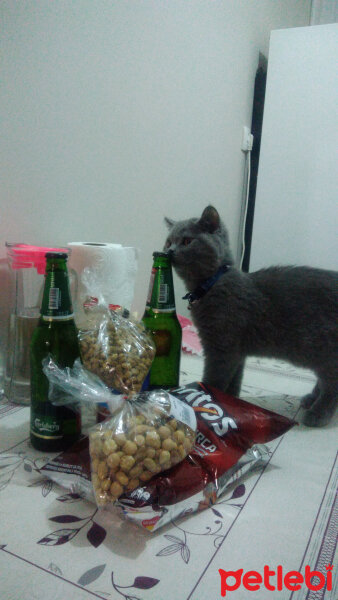 British Shorthair, Kedi  EZEL fotoğrafı