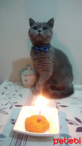 British Shorthair, Kedi  EZEL fotoğrafı