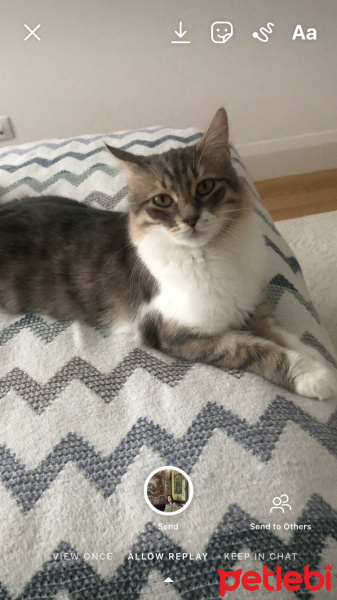 Tekir Kedi, Kedi  Mia fotoğrafı