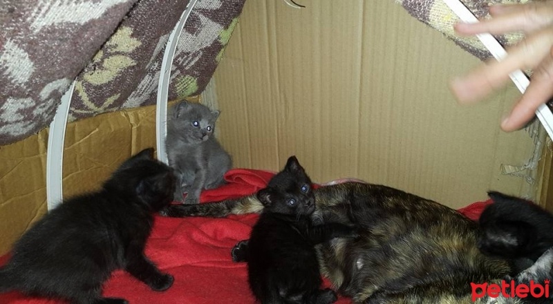 Tekir Kedi, Kedi  Minnak Kediler Yavruşlar (Adana Acil!!!) fotoğrafı