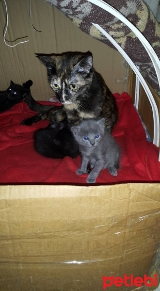 Tekir Kedi, Kedi  Minnak Kediler Yavruşlar (Adana Acil!!!) fotoğrafı