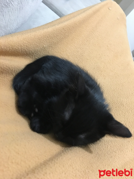 Bombay, Kedi  Kömür fotoğrafı
