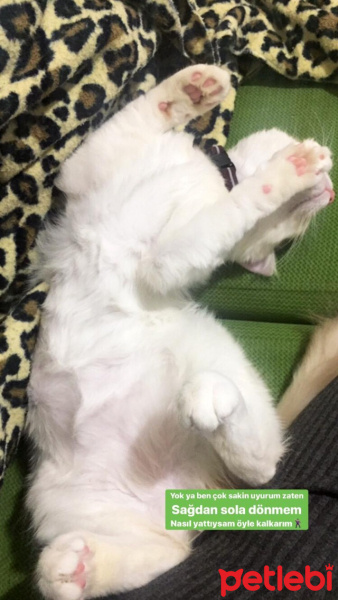 Sarman, Kedi  Mars fotoğrafı