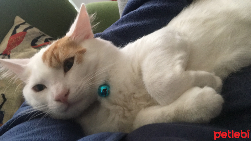 Sarman, Kedi  Mars fotoğrafı