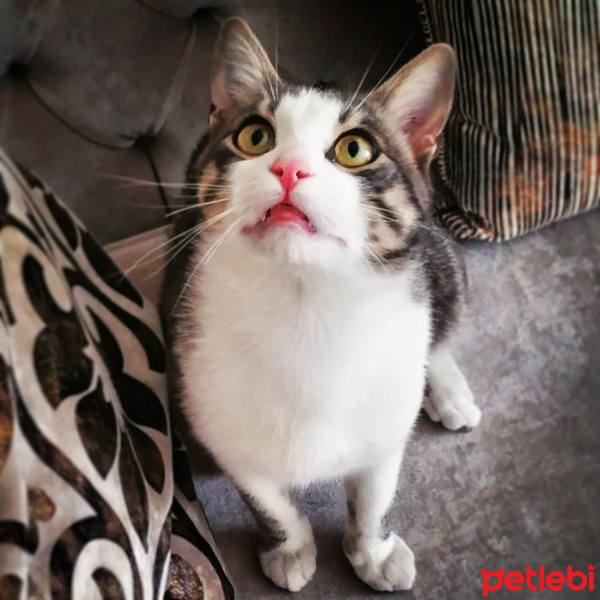 Tekir Kedi, Kedi  Mercan fotoğrafı